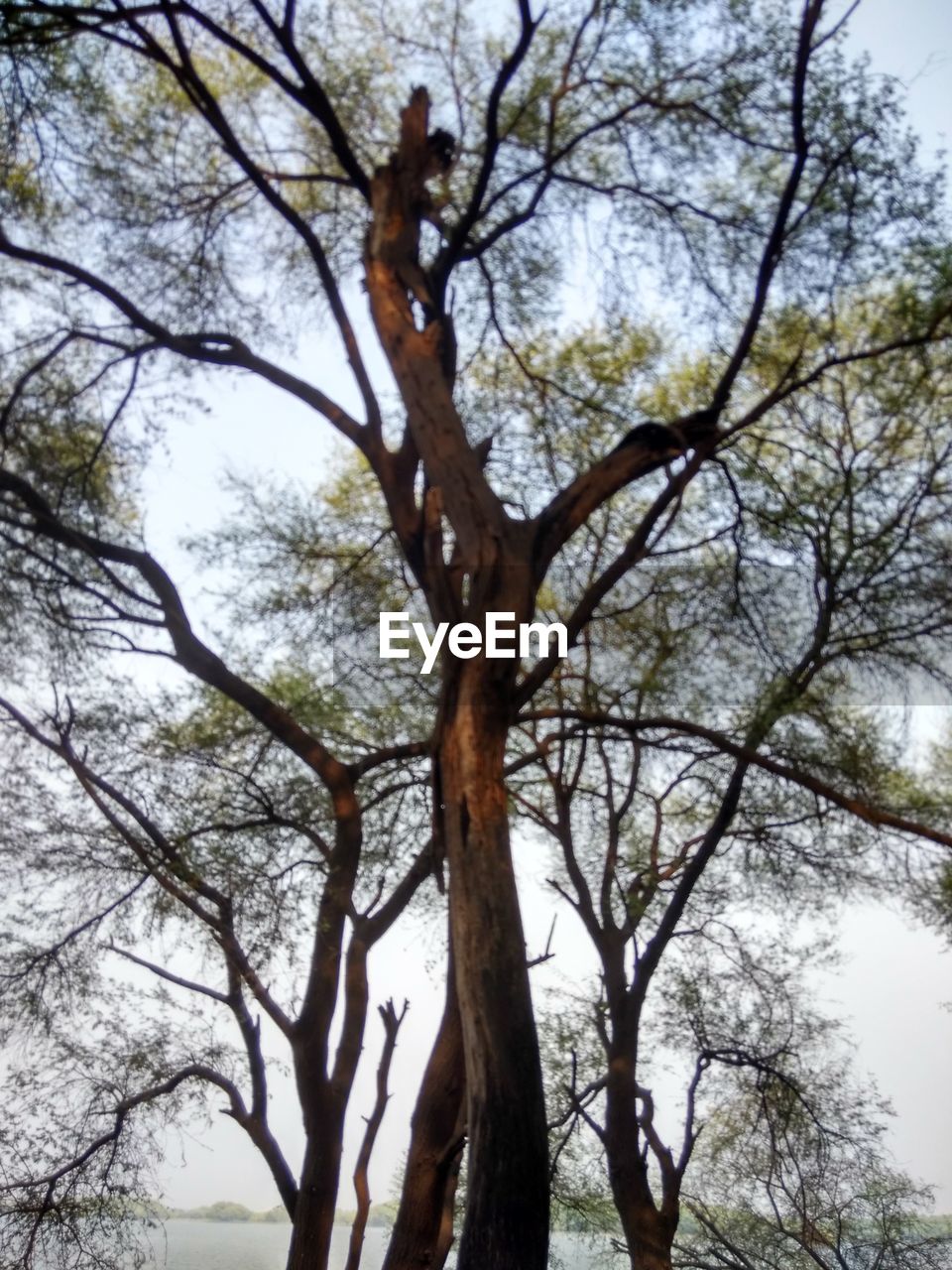 LOW ANGLE VIEW OF TREE AGAINST THE SKY