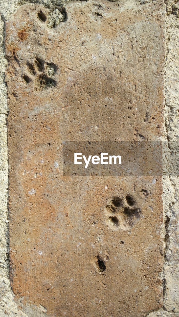 Directly above shot of paw print on walkway