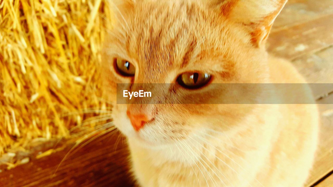 High angle view of cat on wood