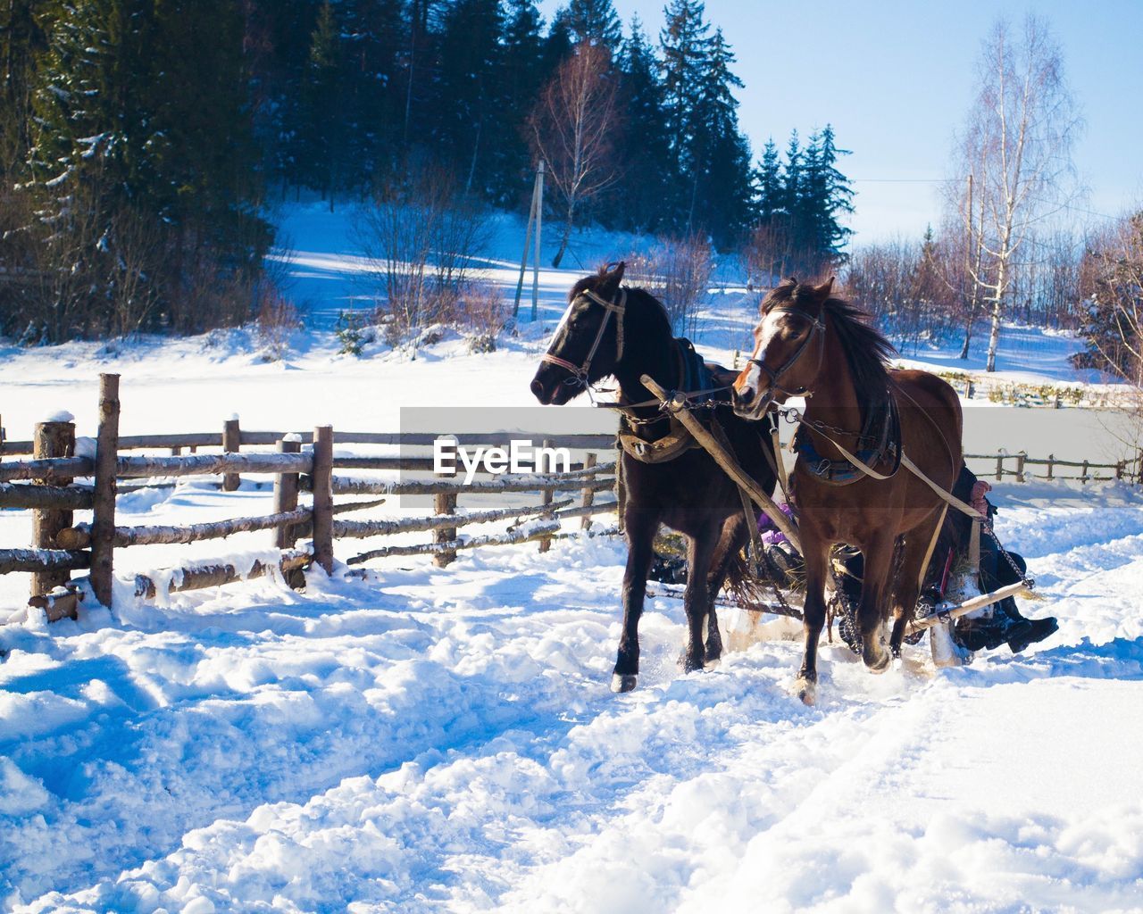 Horses pulling cart during winter