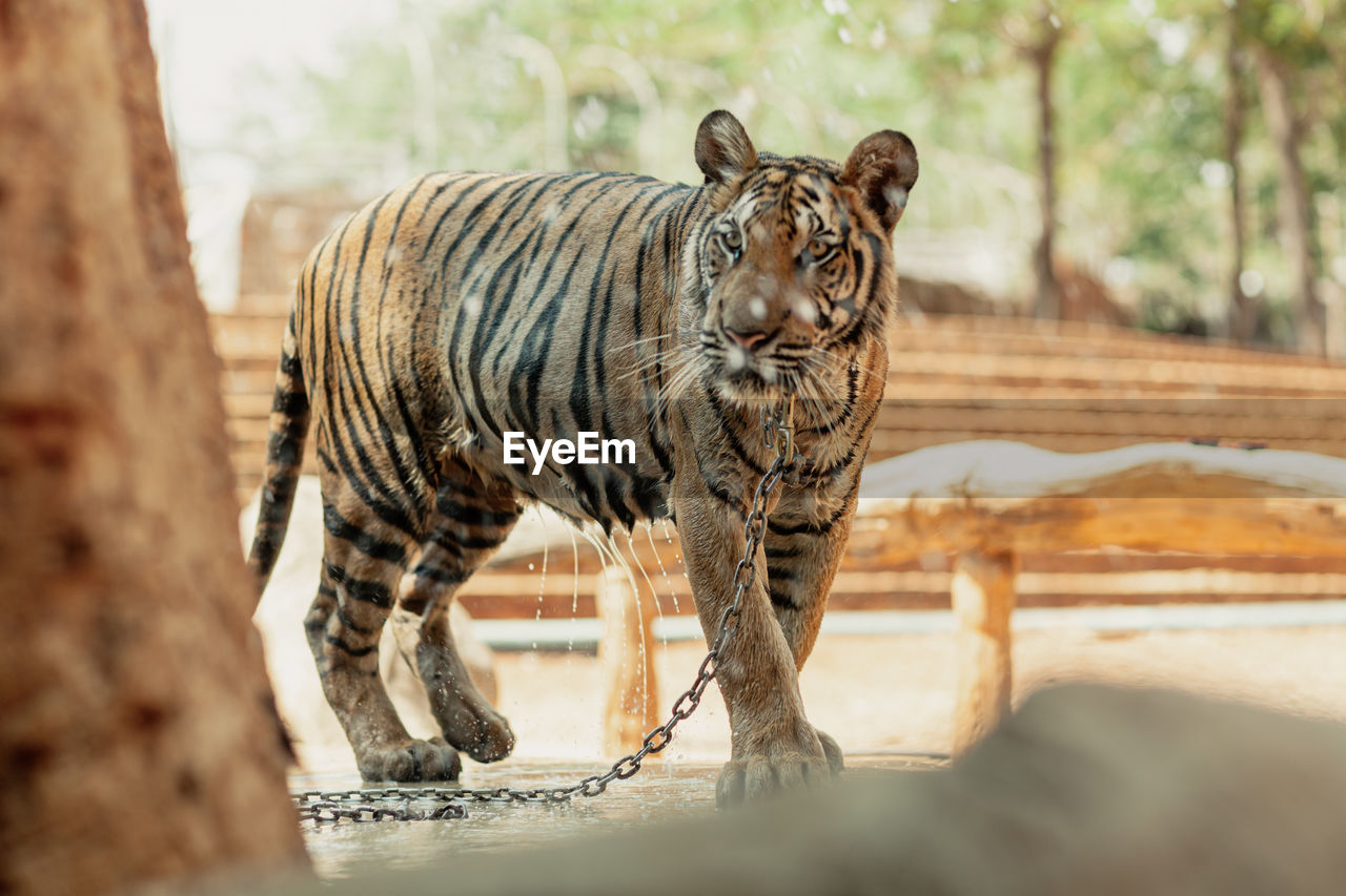 close-up of a tiger