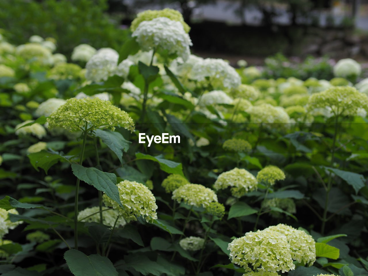 CLOSE-UP OF FLOWERING PLANT