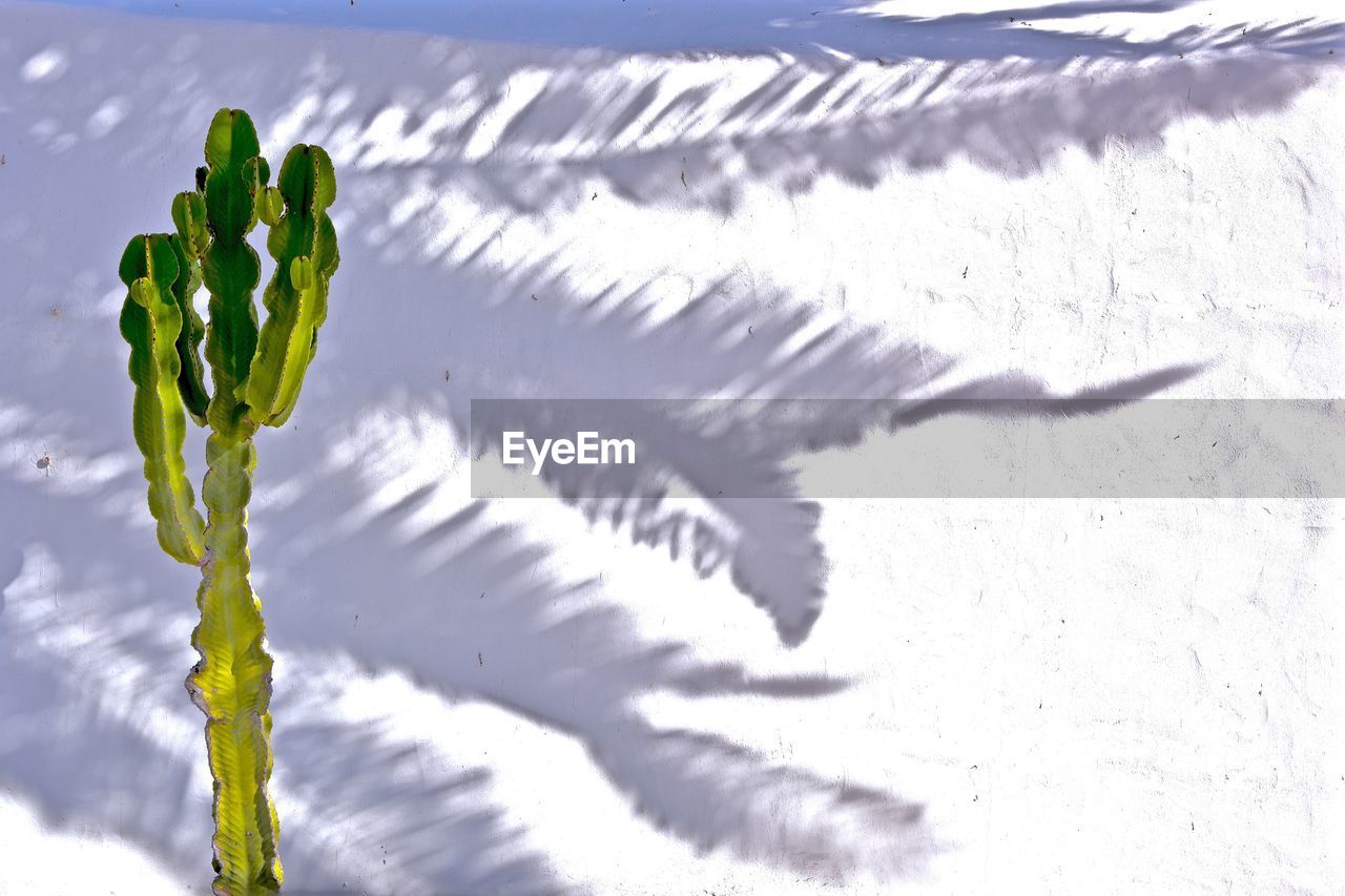 Cactus growing against shadow on white wall