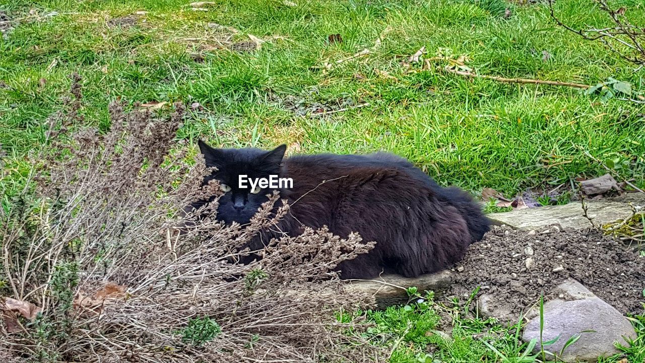 CAT ON GRASS