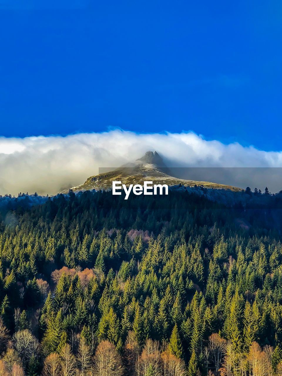 Scenic view of forest against sky