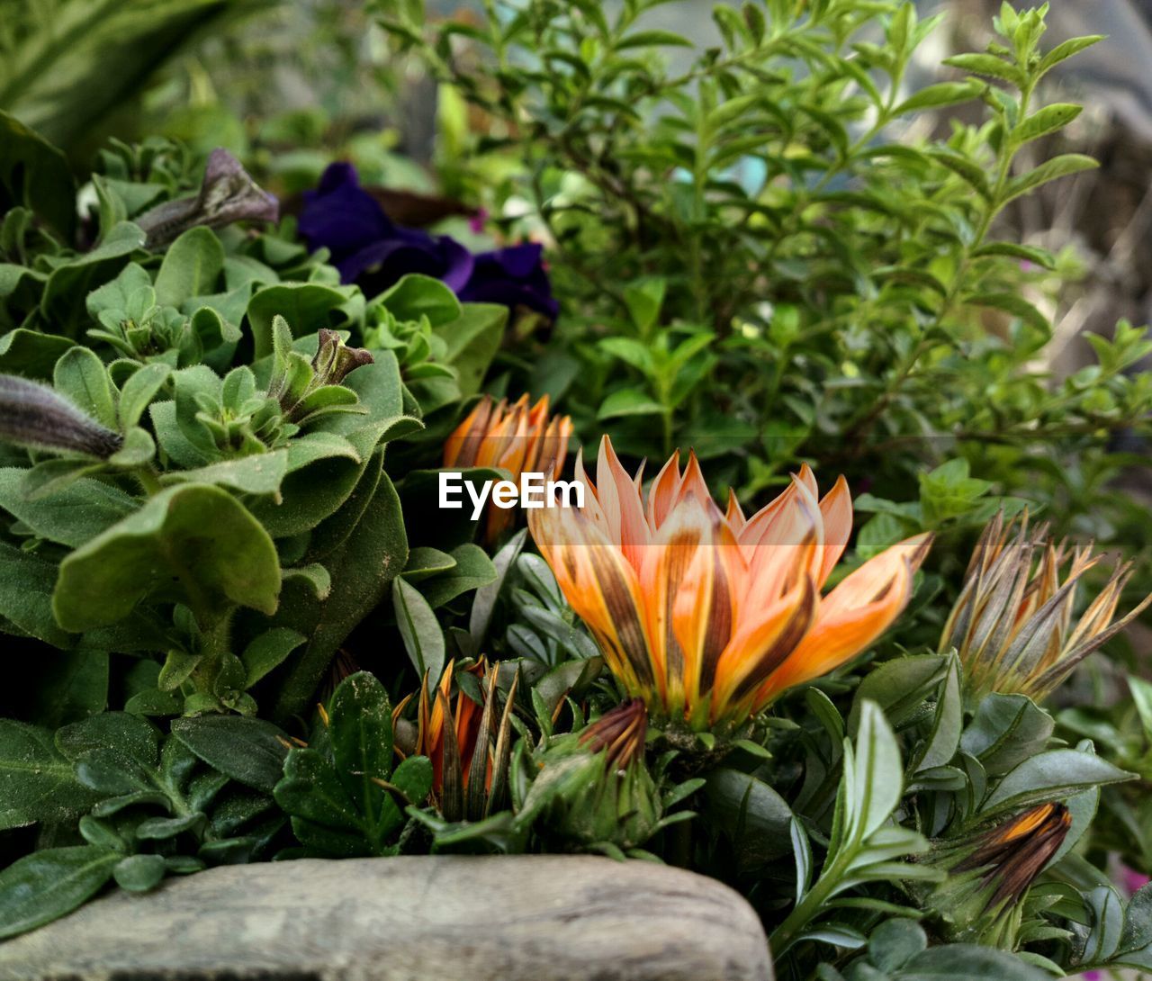 CLOSE-UP OF ORANGE FLOWERS