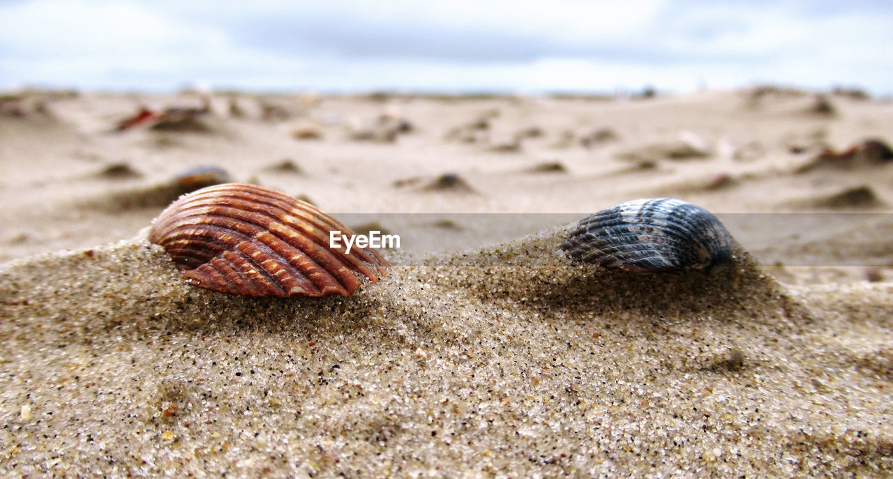 Shells on the beach on a sand base carved out by the wind . muscheln am stand von paal 17