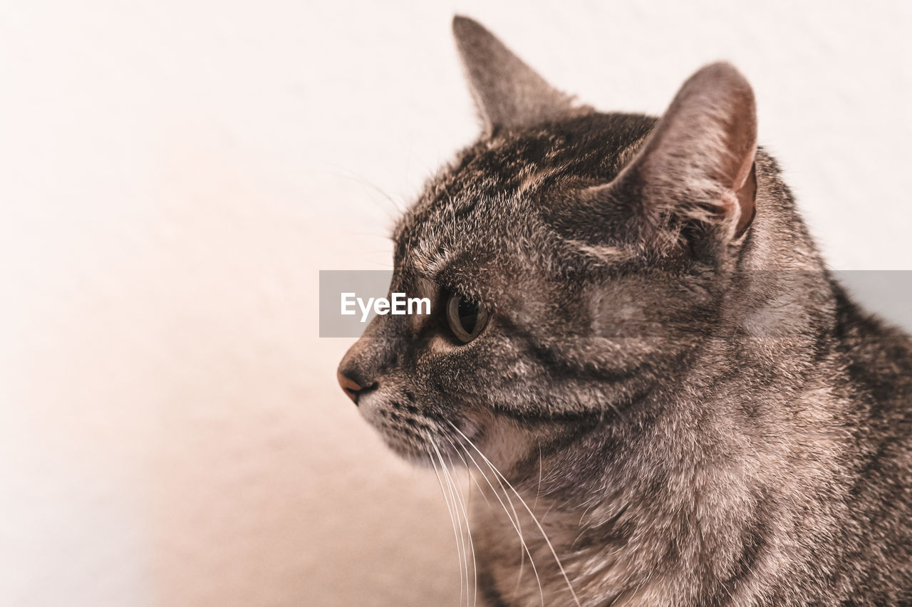 CLOSE-UP OF CAT AGAINST WHITE BACKGROUND