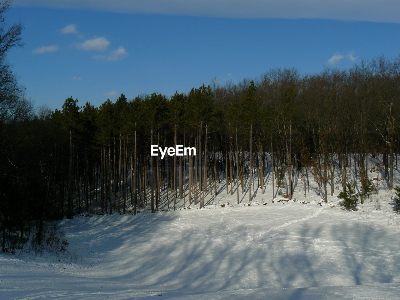 TREES IN FOREST AGAINST SKY