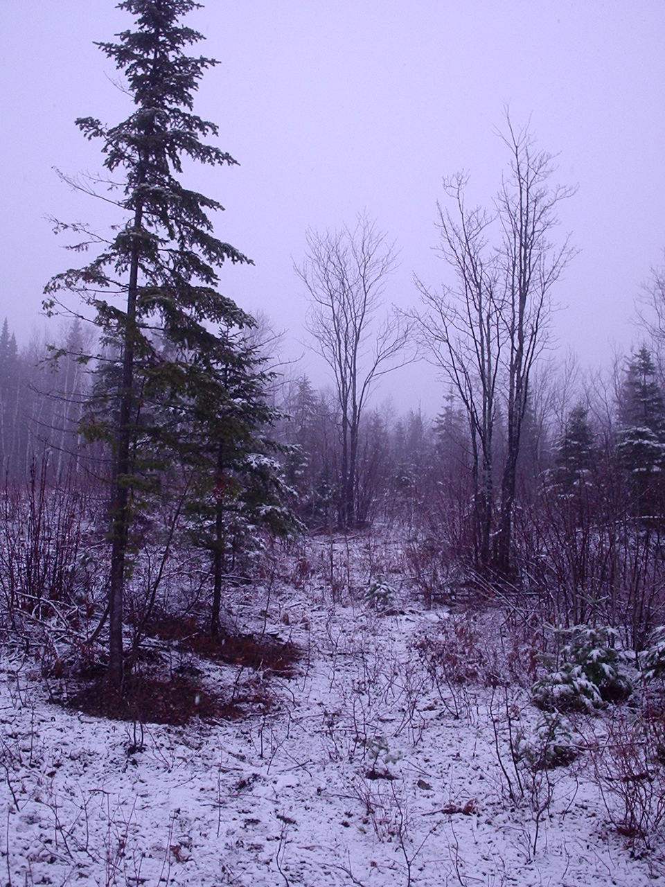 BARE TREES IN FOREST DURING WINTER AGAINST SKY