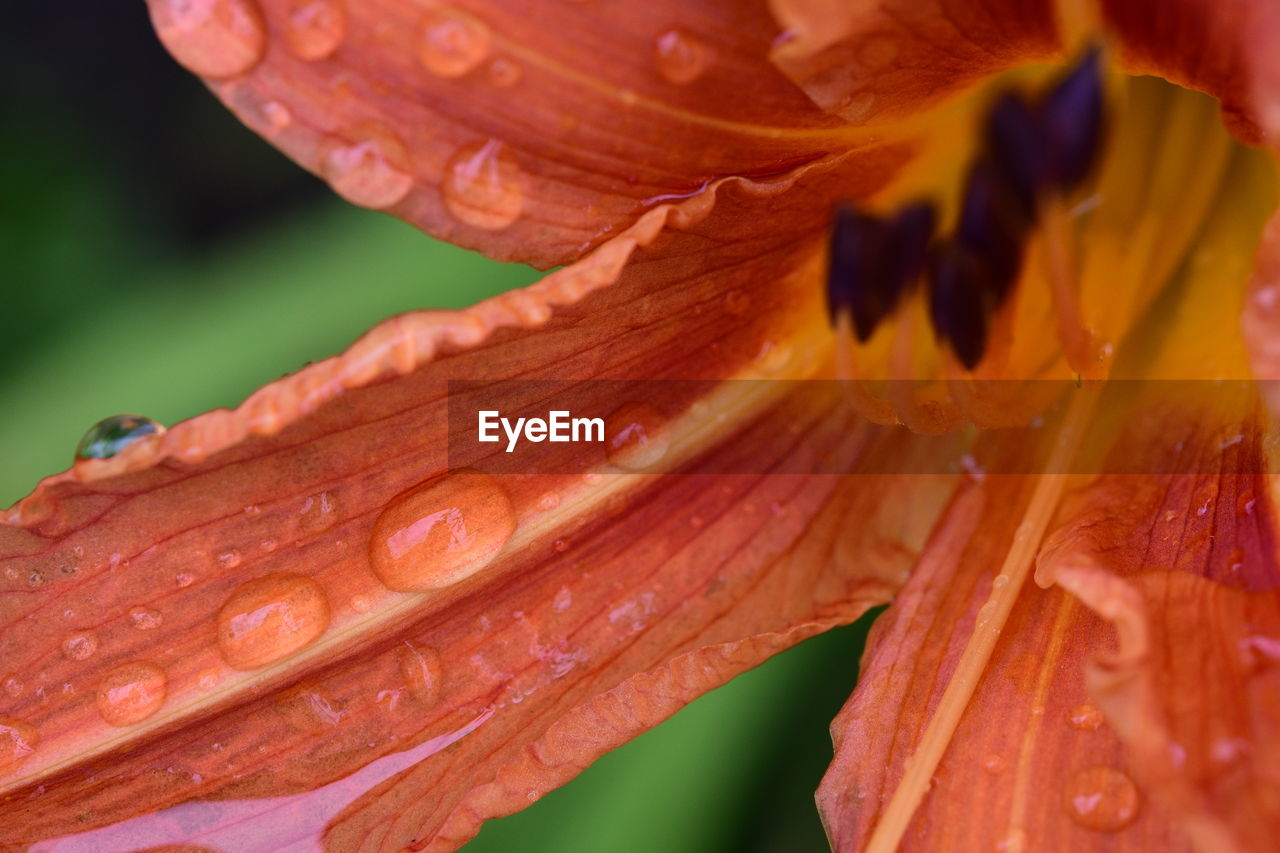 Close-up of raindrops on leaf