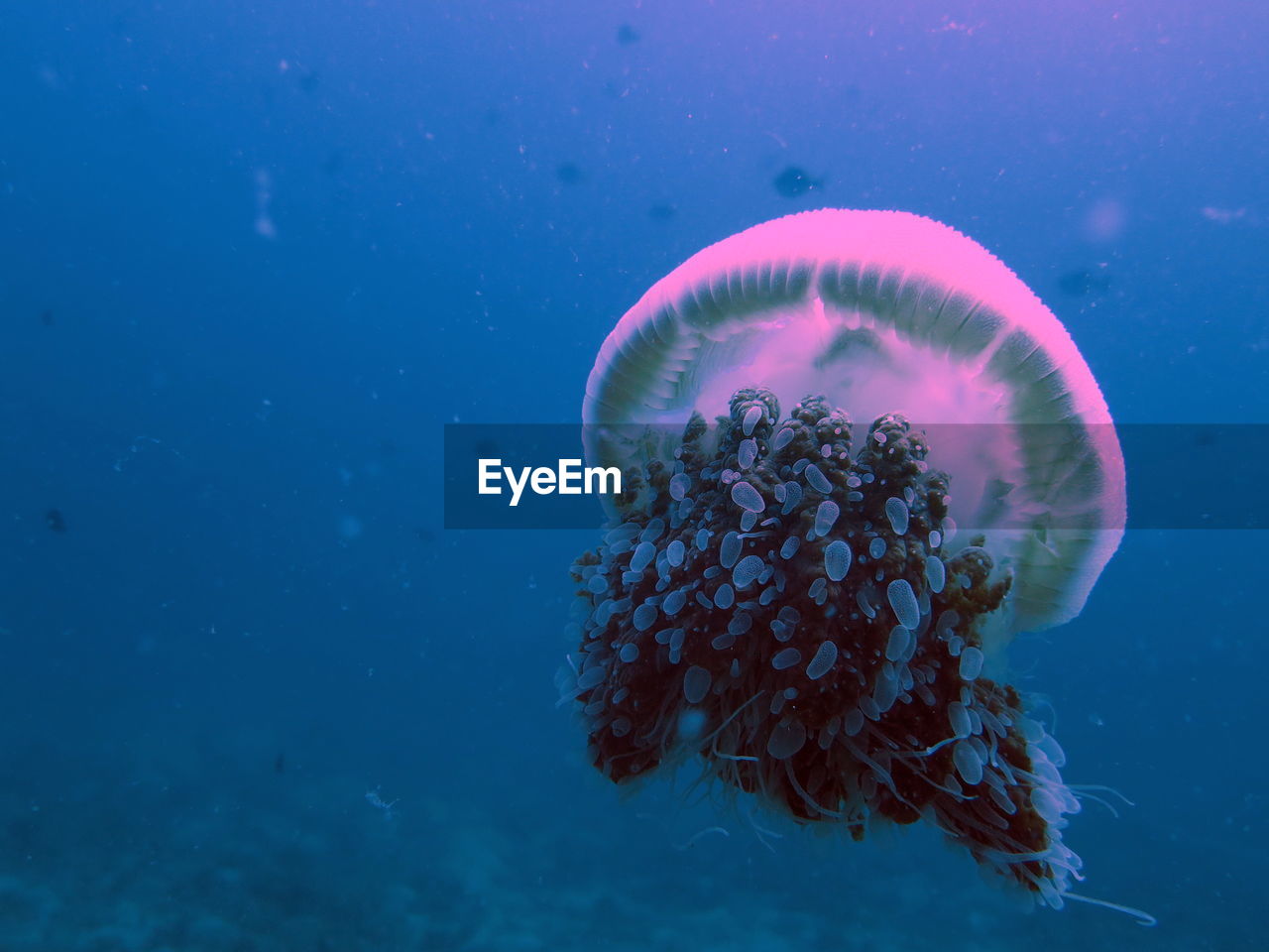 Medusa jellyfish swimming in andaman sea