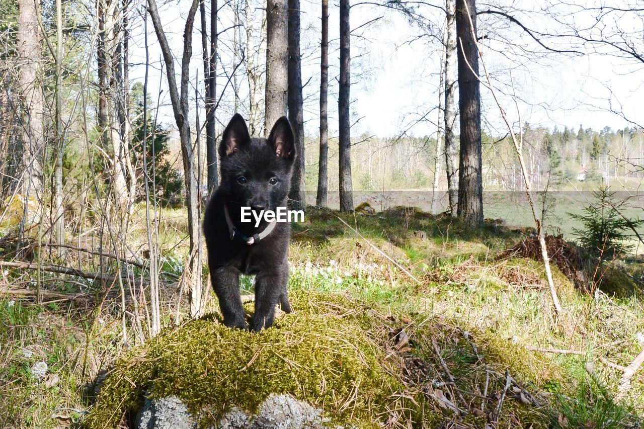 Portrait of dog on field