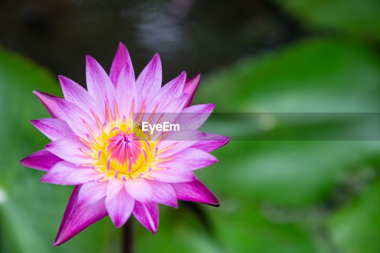 CLOSE-UP OF PURPLE FLOWER