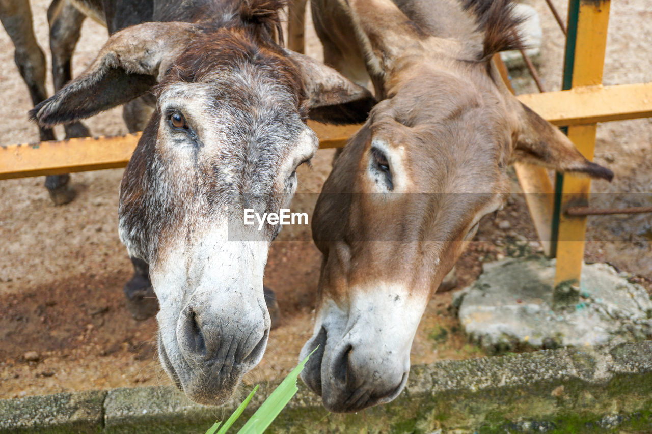 HORSES IN A FARM