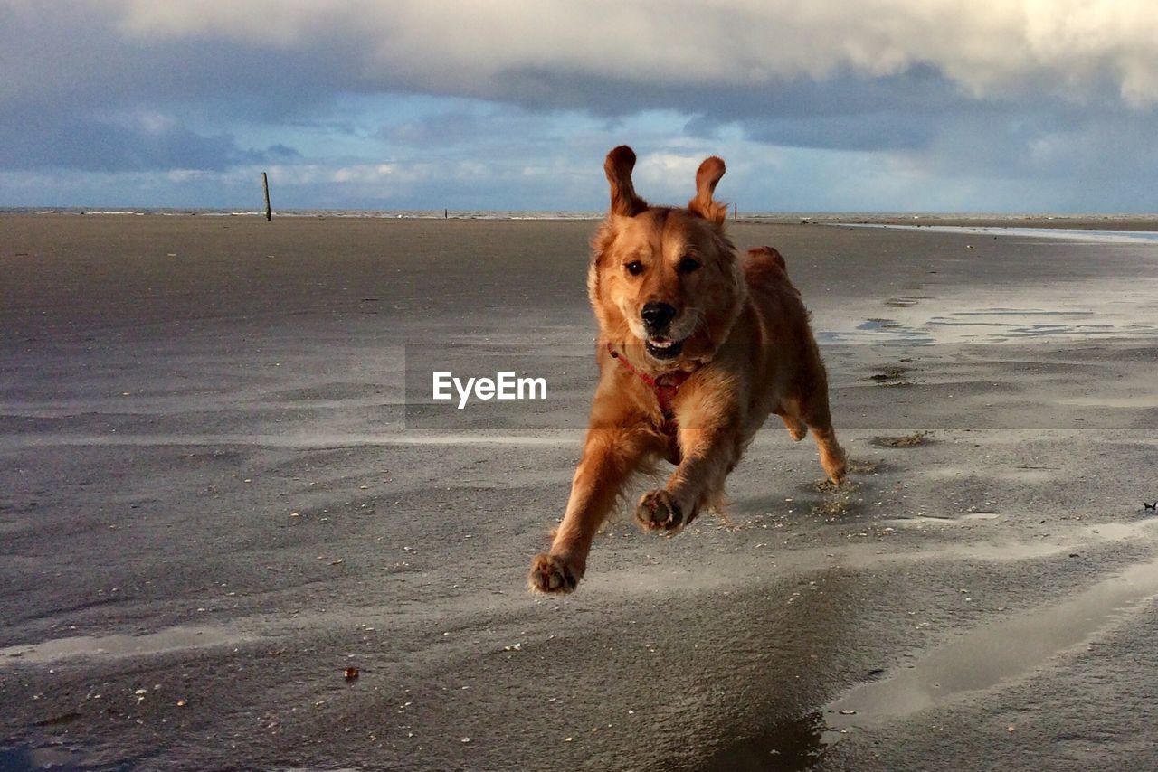 DOG RUNNING AT BEACH