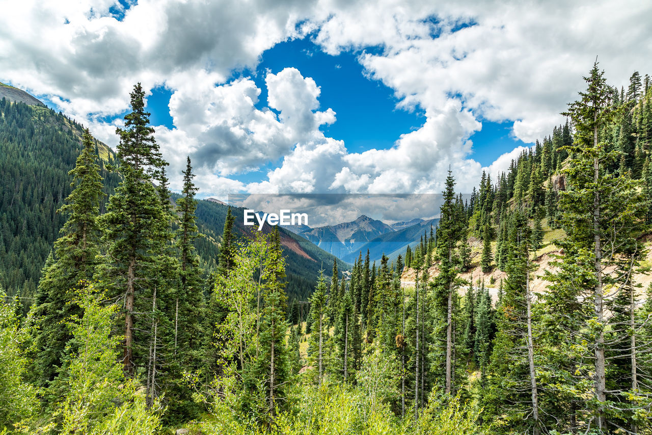 Low angle view of trees against sky