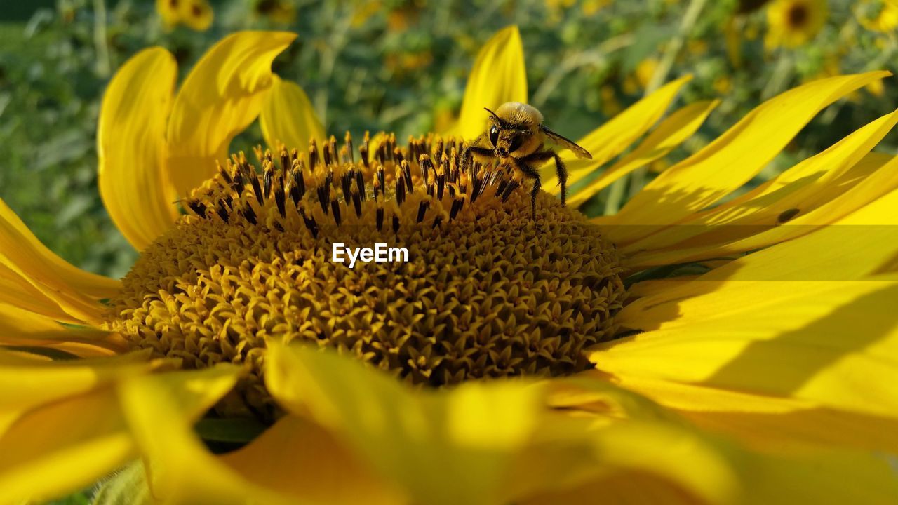 CLOSE-UP OF INSECT ON YELLOW SUNFLOWER