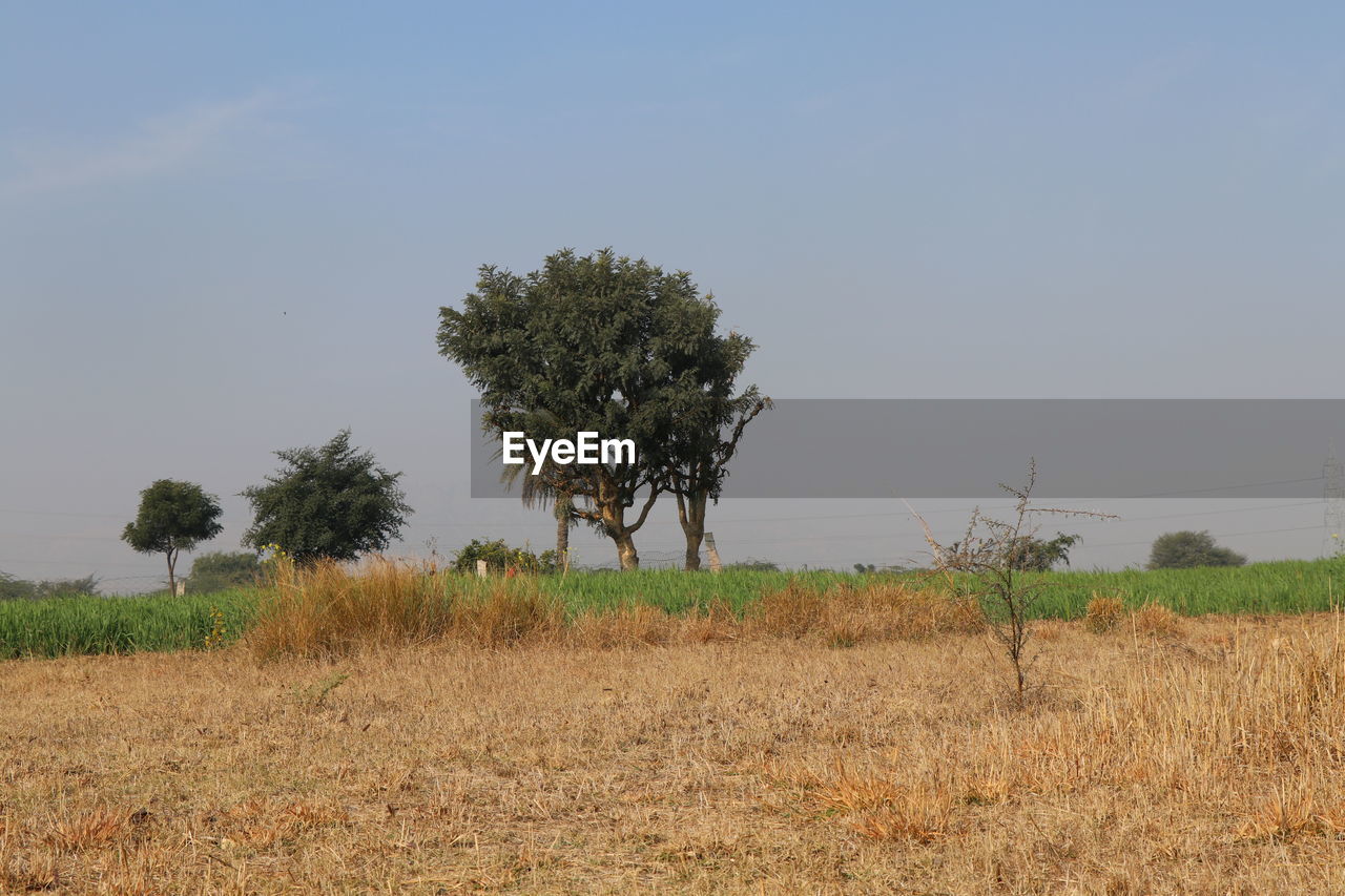 Tree on field against clear sky