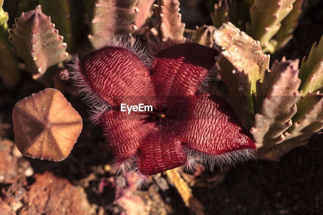 Close-up of red flower