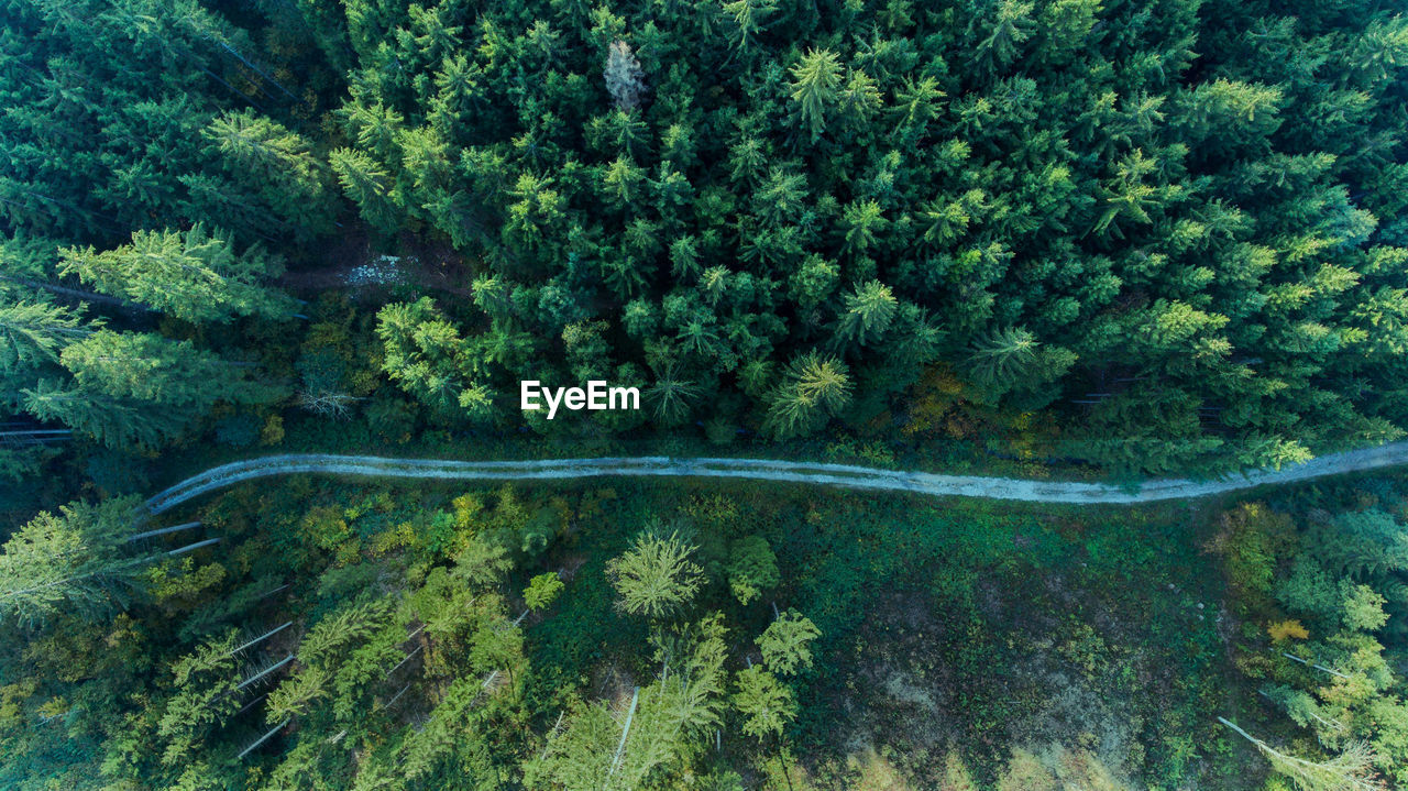 High angle view of trees at forest