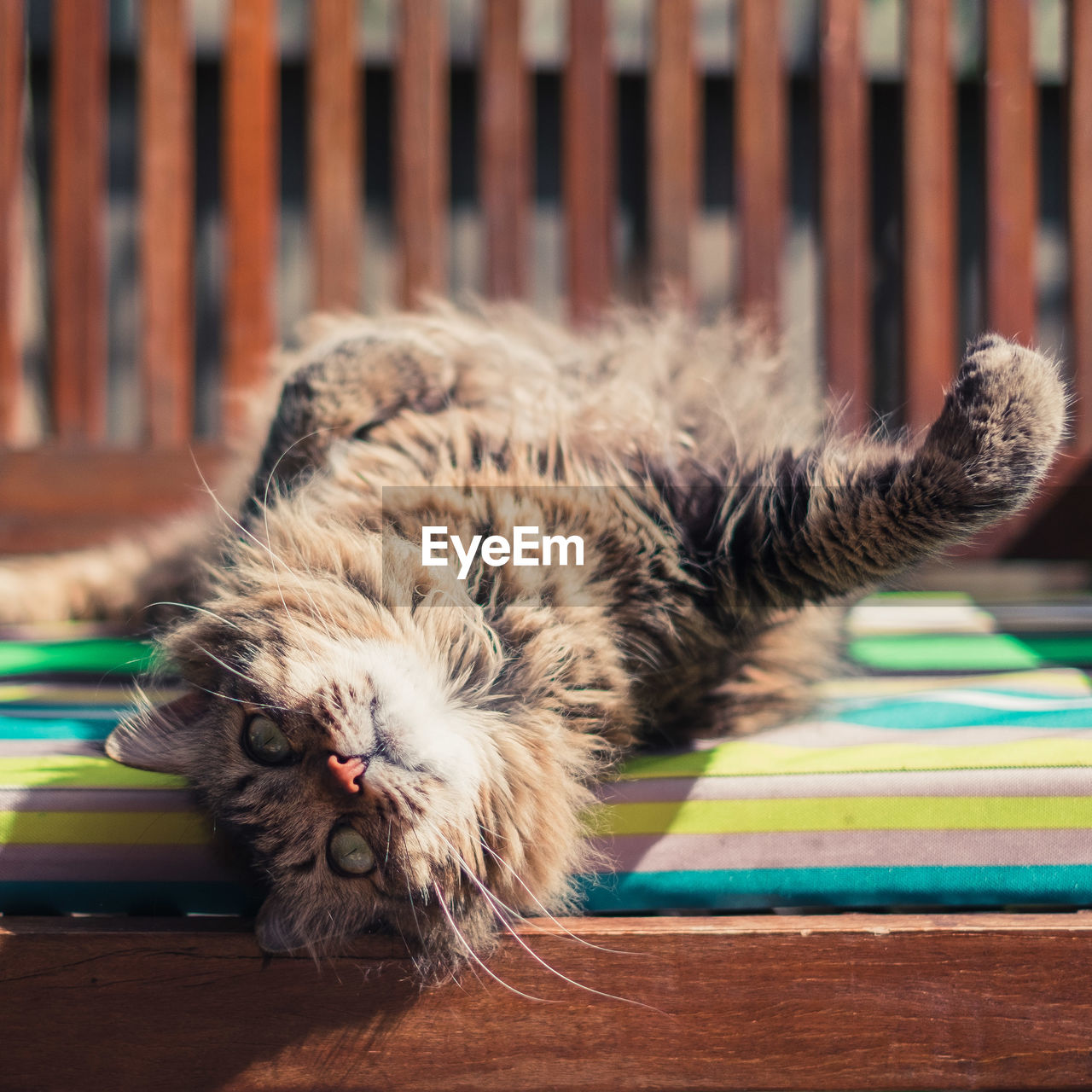 Close-up of maine coon cat lying on bench