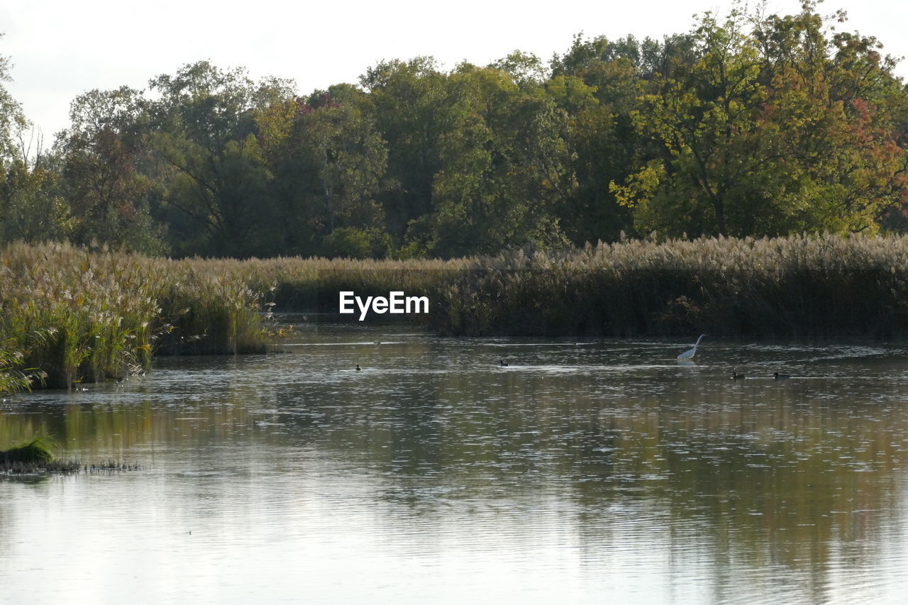 SCENIC VIEW OF LAKE WITH TREES