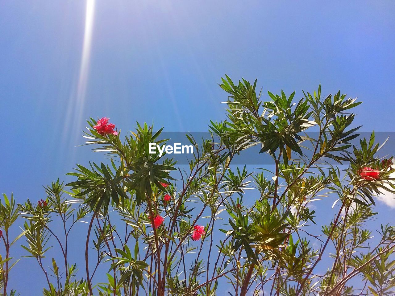 LOW ANGLE VIEW OF PLANTS AGAINST CLEAR BLUE SKY