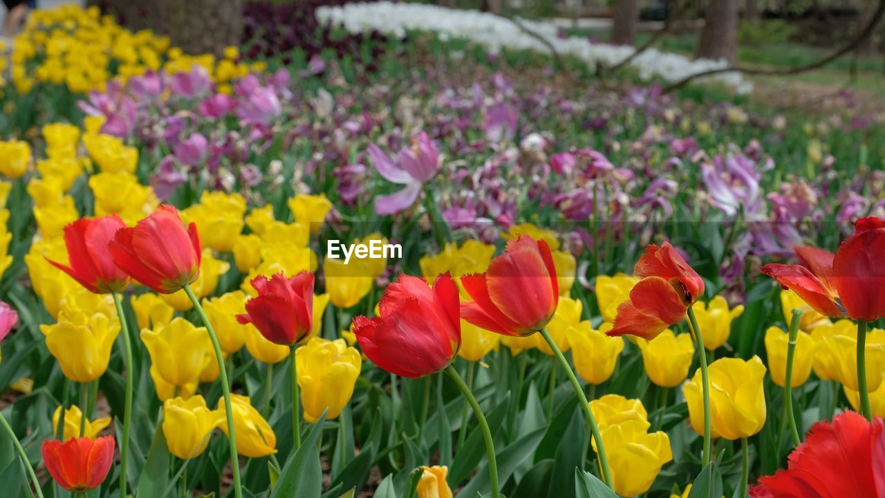 CLOSE-UP OF PURPLE CROCUS FLOWERS BLOOMING OUTDOORS