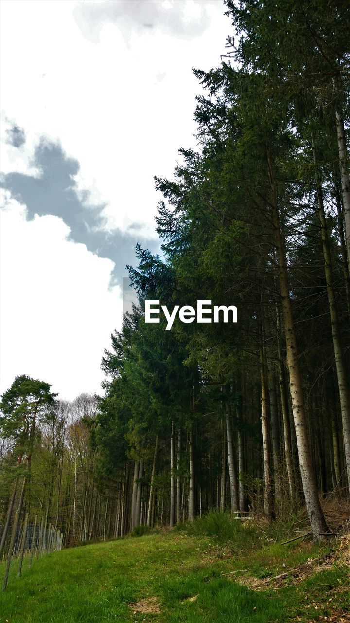 LOW ANGLE VIEW OF TREES AGAINST SKY