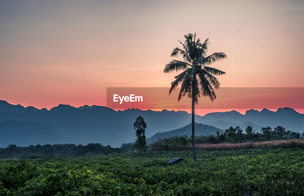 COCONUT PALM TREES ON LANDSCAPE AGAINST SKY DURING SUNSET