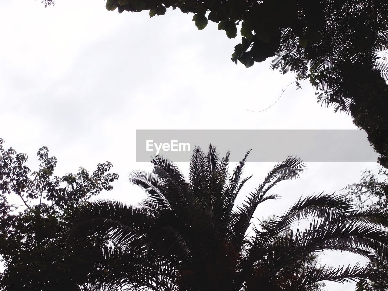 LOW ANGLE VIEW OF TREES AGAINST SKY