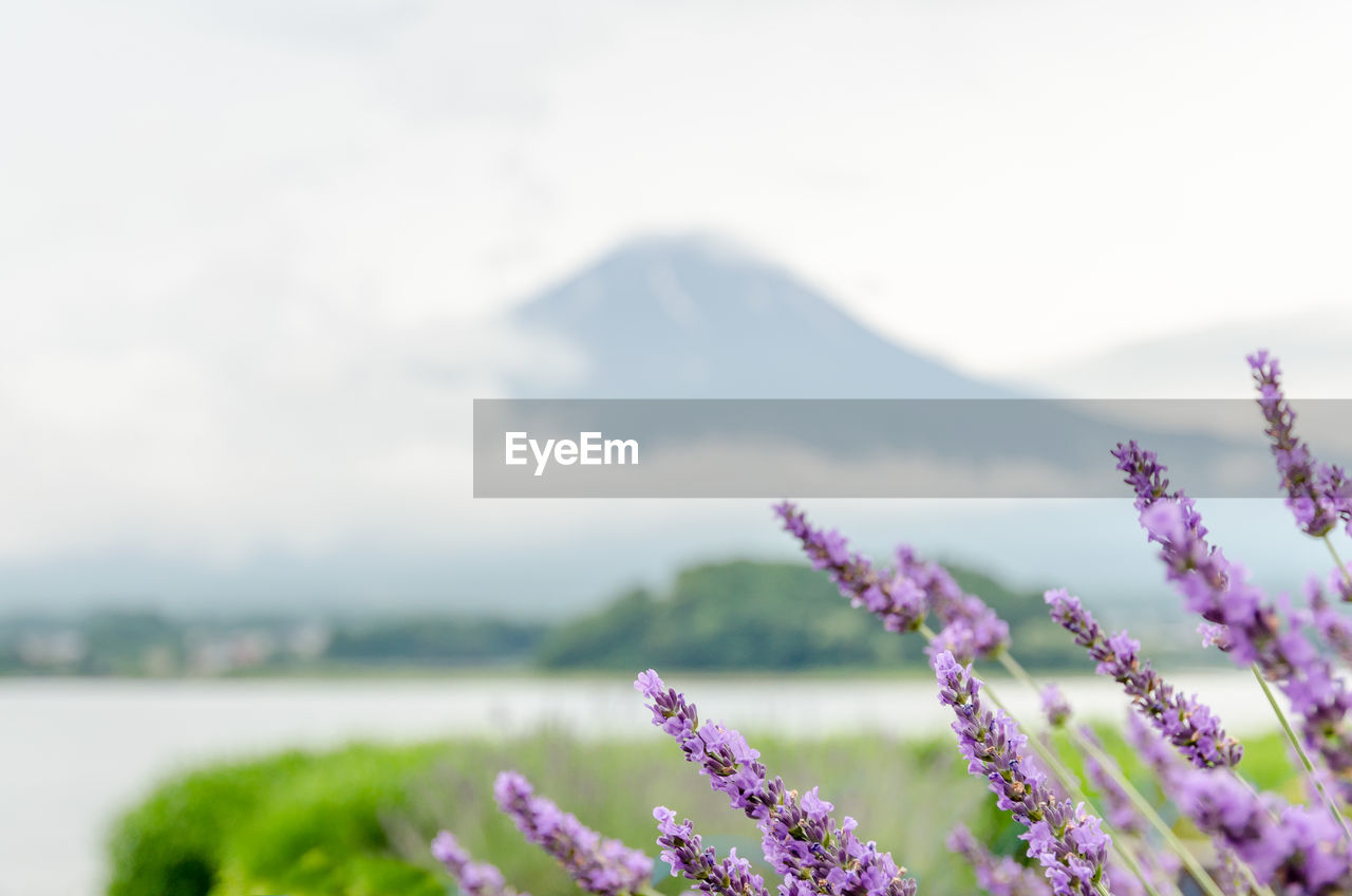 CLOSE-UP OF PURPLE FLOWERS AGAINST SKY