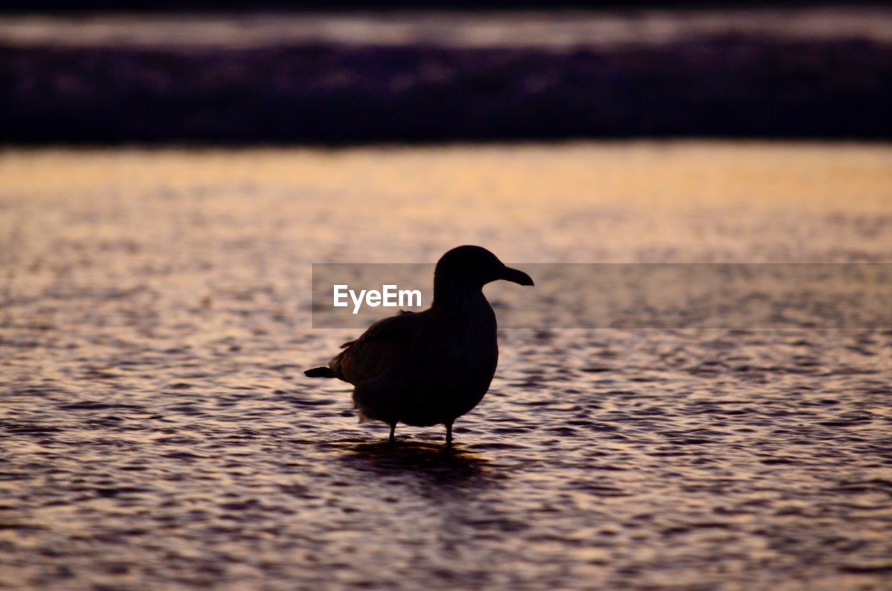 BIRD IN LAKE