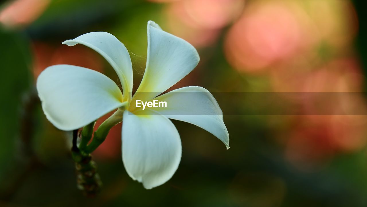 Close-up of white flowering plant