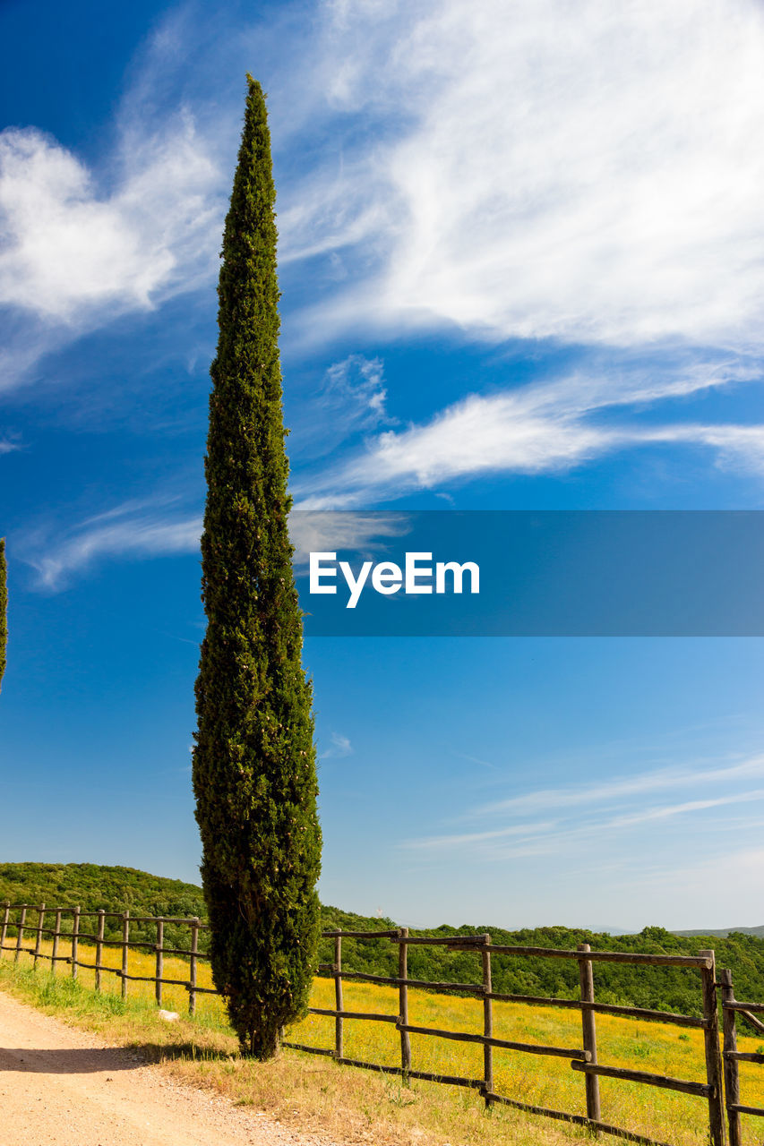 Scenic view of trees on field against sky