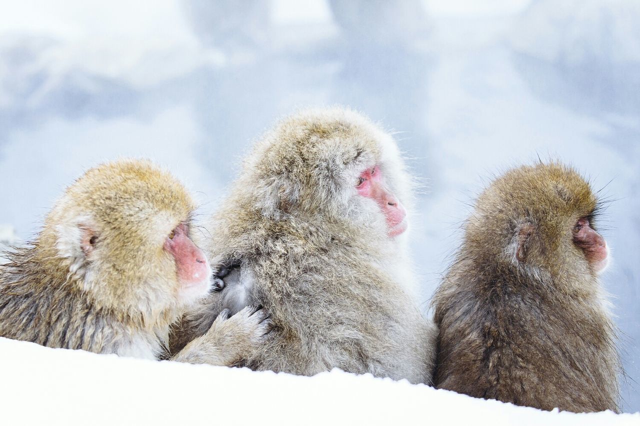 Monkeys sitting on snow covered field