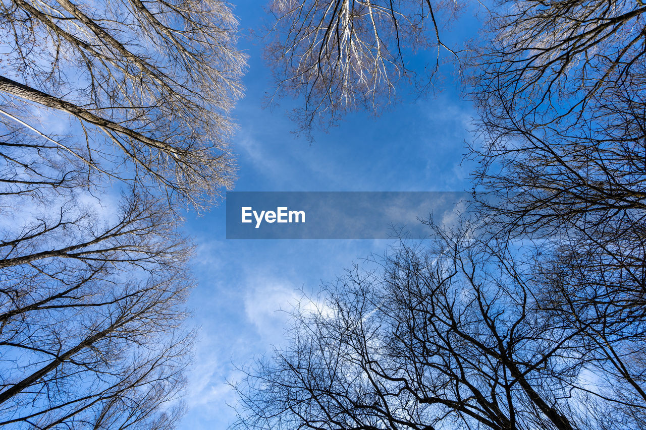 LOW ANGLE VIEW OF BARE TREES AGAINST SKY