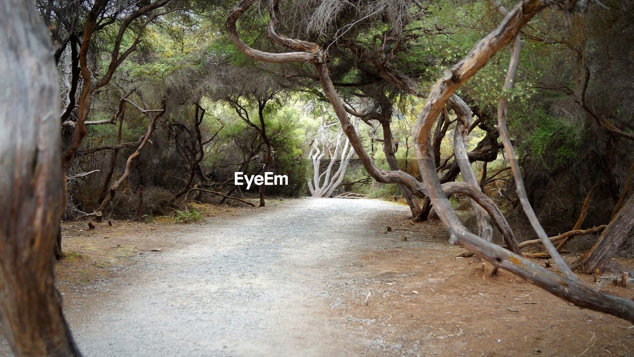 Footpath through forest