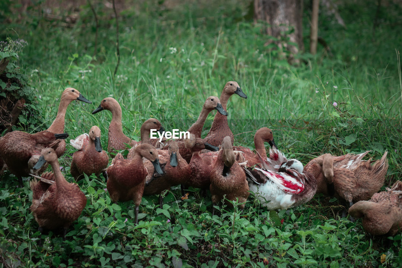 FLOCK OF BIRDS ON LAND