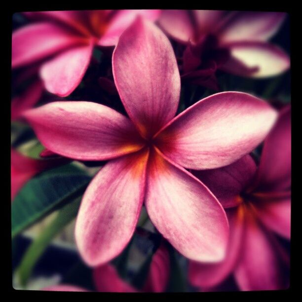 FULL FRAME SHOT OF PINK FLOWERS