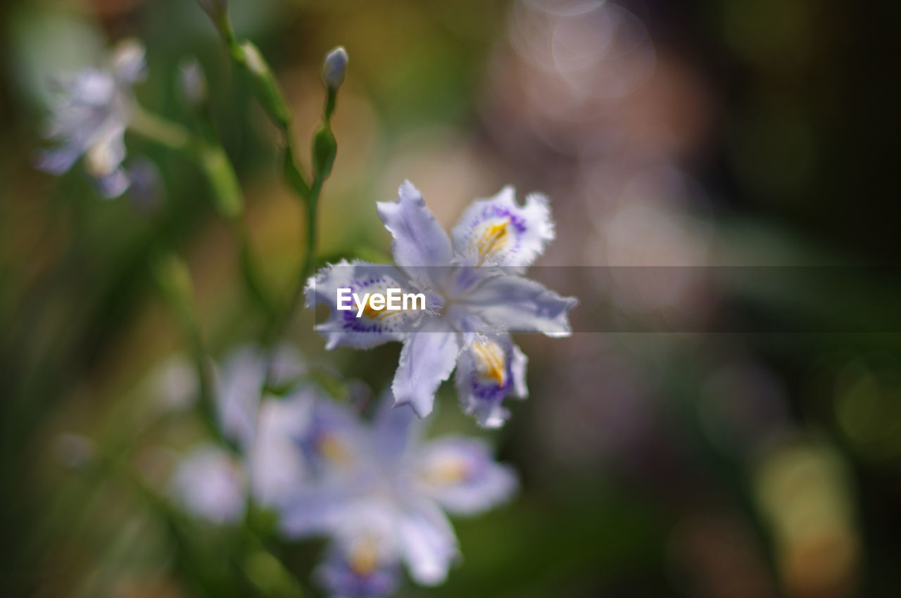 CLOSE-UP OF PURPLE FLOWERS BLOOMING OUTDOORS