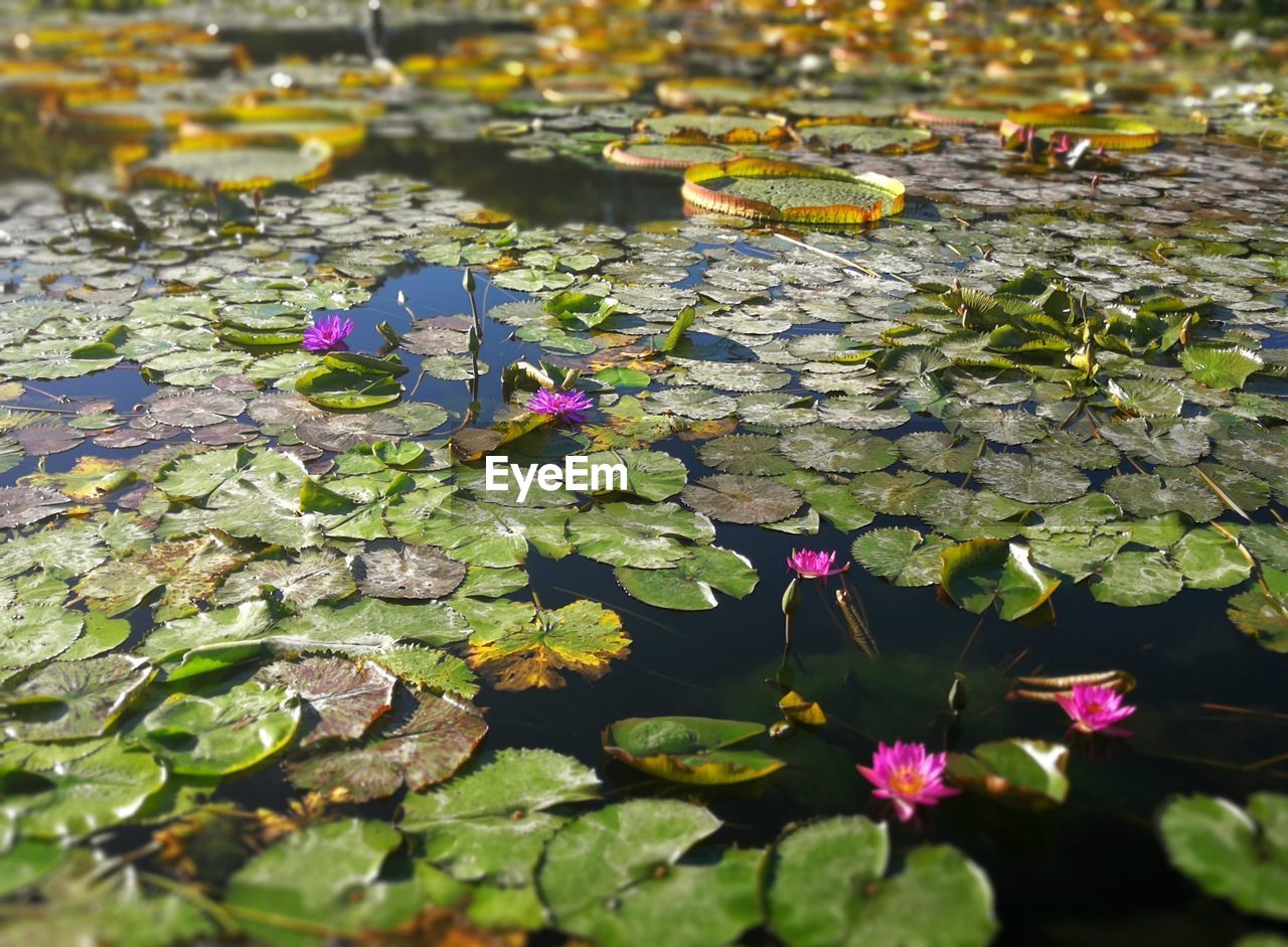 CLOSE-UP OF LOTUS WATER LILY