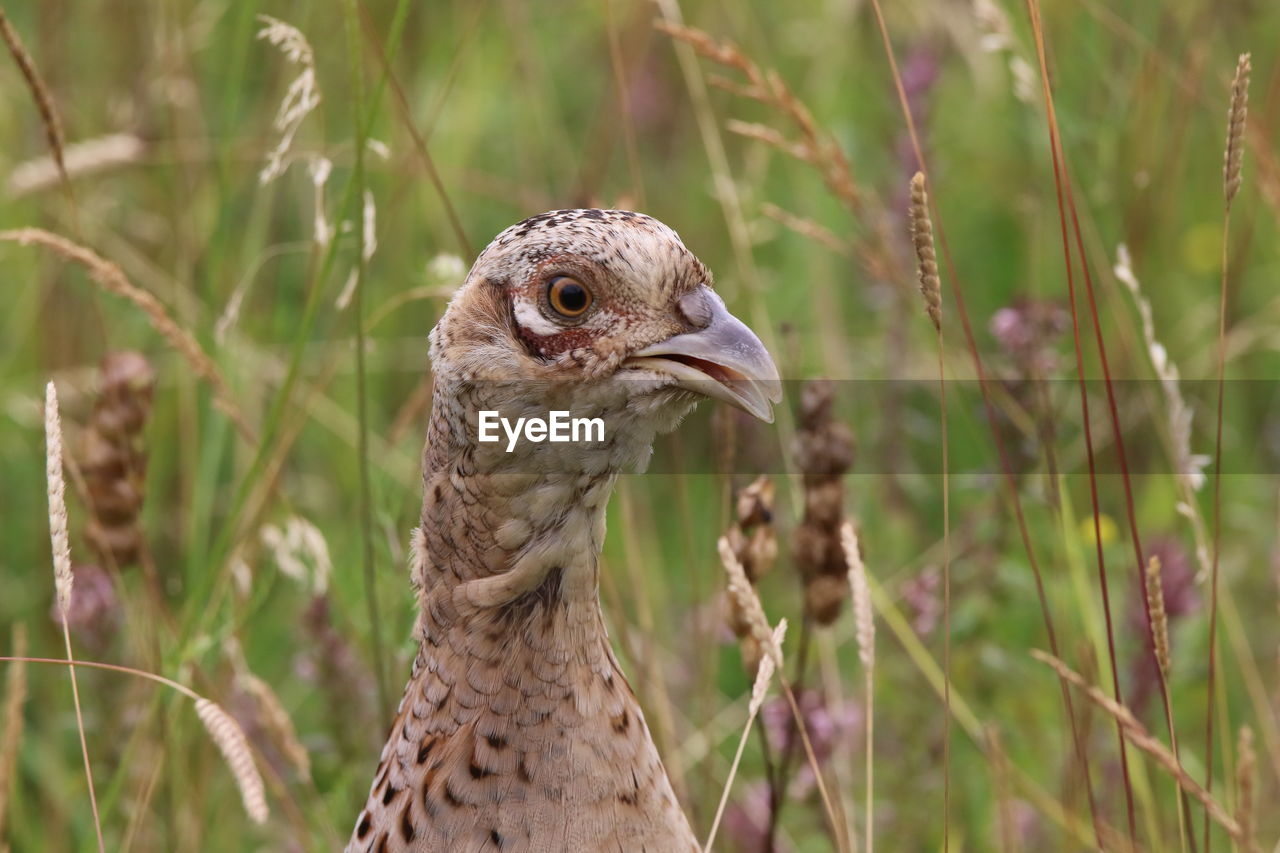 Close-up of a hen pheasant looking away