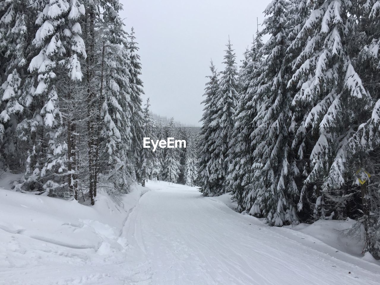 Snow covered pine trees in forest