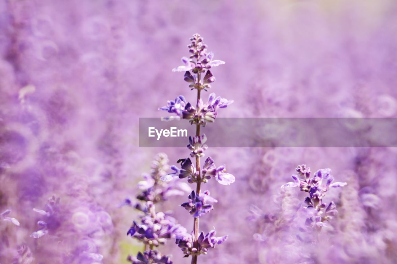 CLOSE-UP OF PURPLE LAVENDER FLOWERS ON FIELD