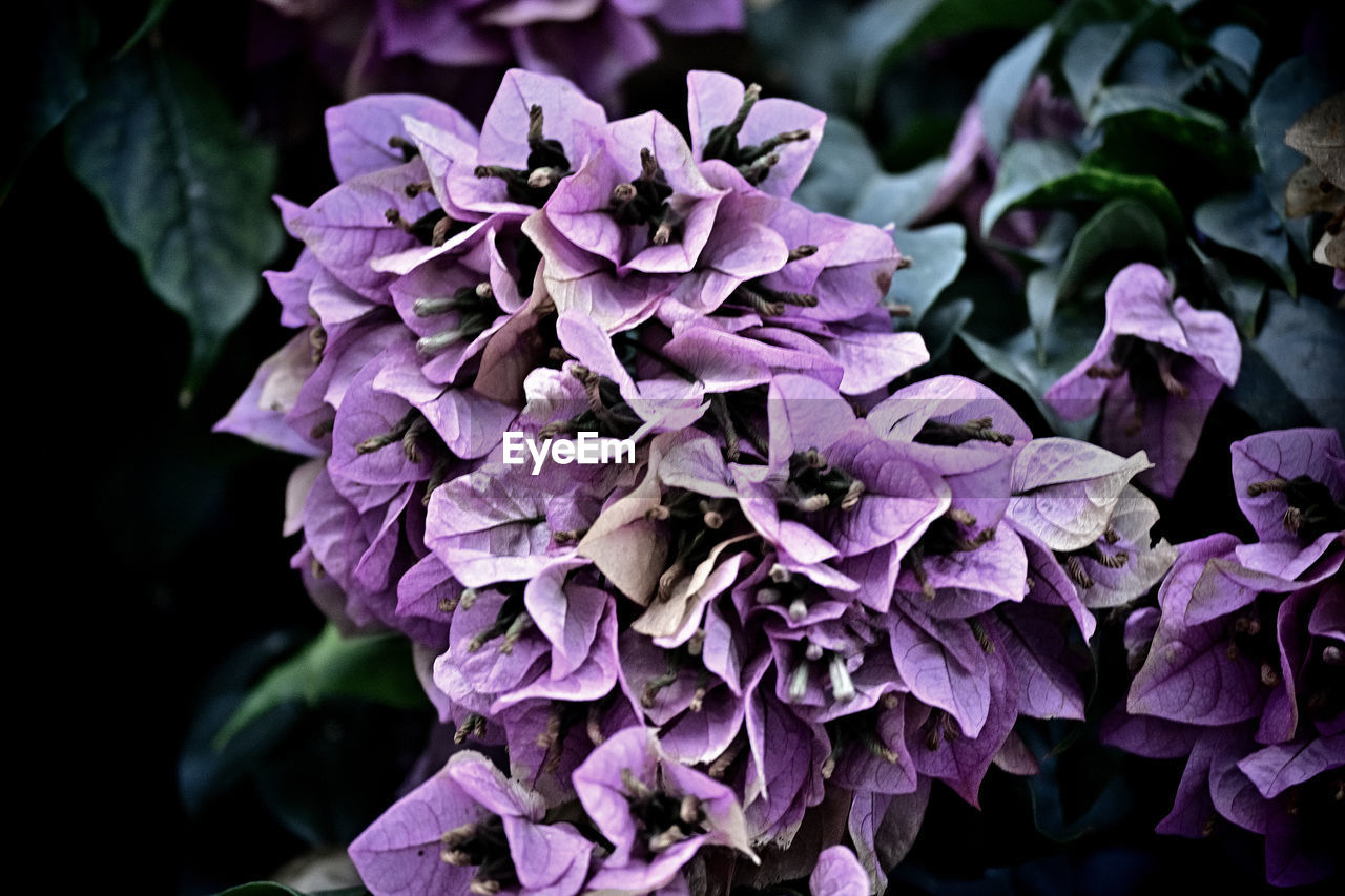 flower, purple, flowering plant, plant, beauty in nature, freshness, close-up, lilac, petal, nature, growth, fragility, inflorescence, flower head, leaf, plant part, no people, macro photography, focus on foreground, hydrangea, outdoors, magenta, botany, springtime