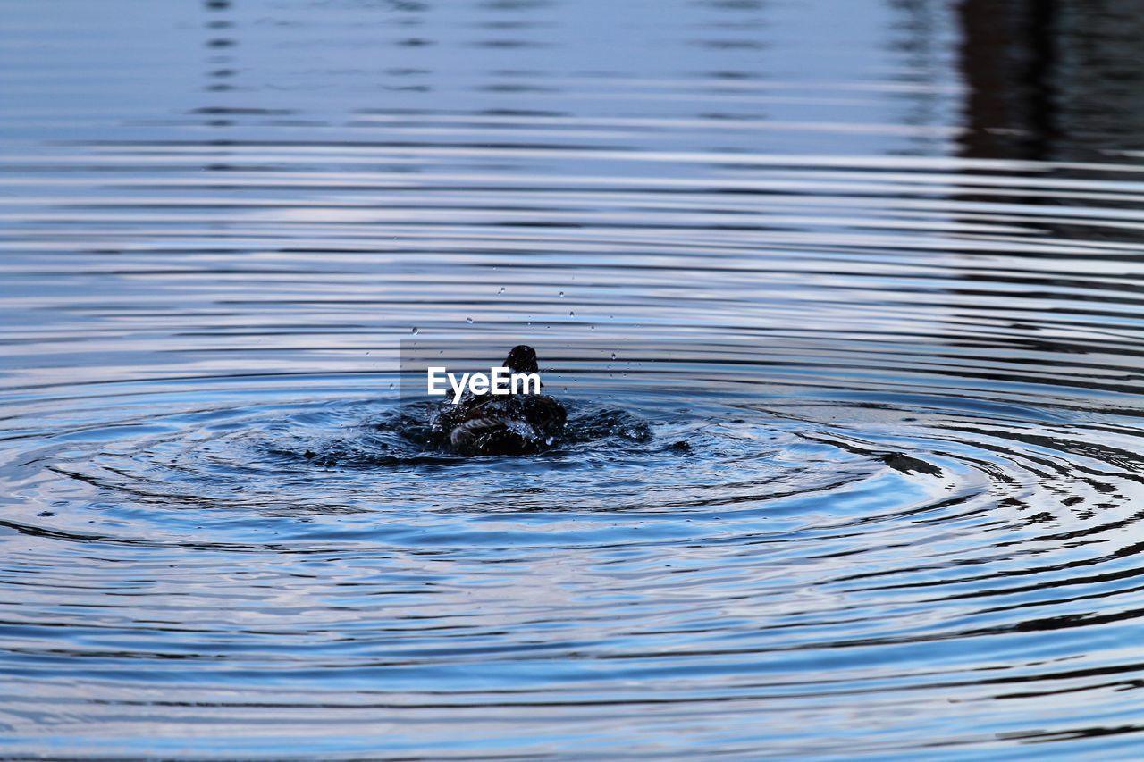 Duck take ashower with ripples and droplets.