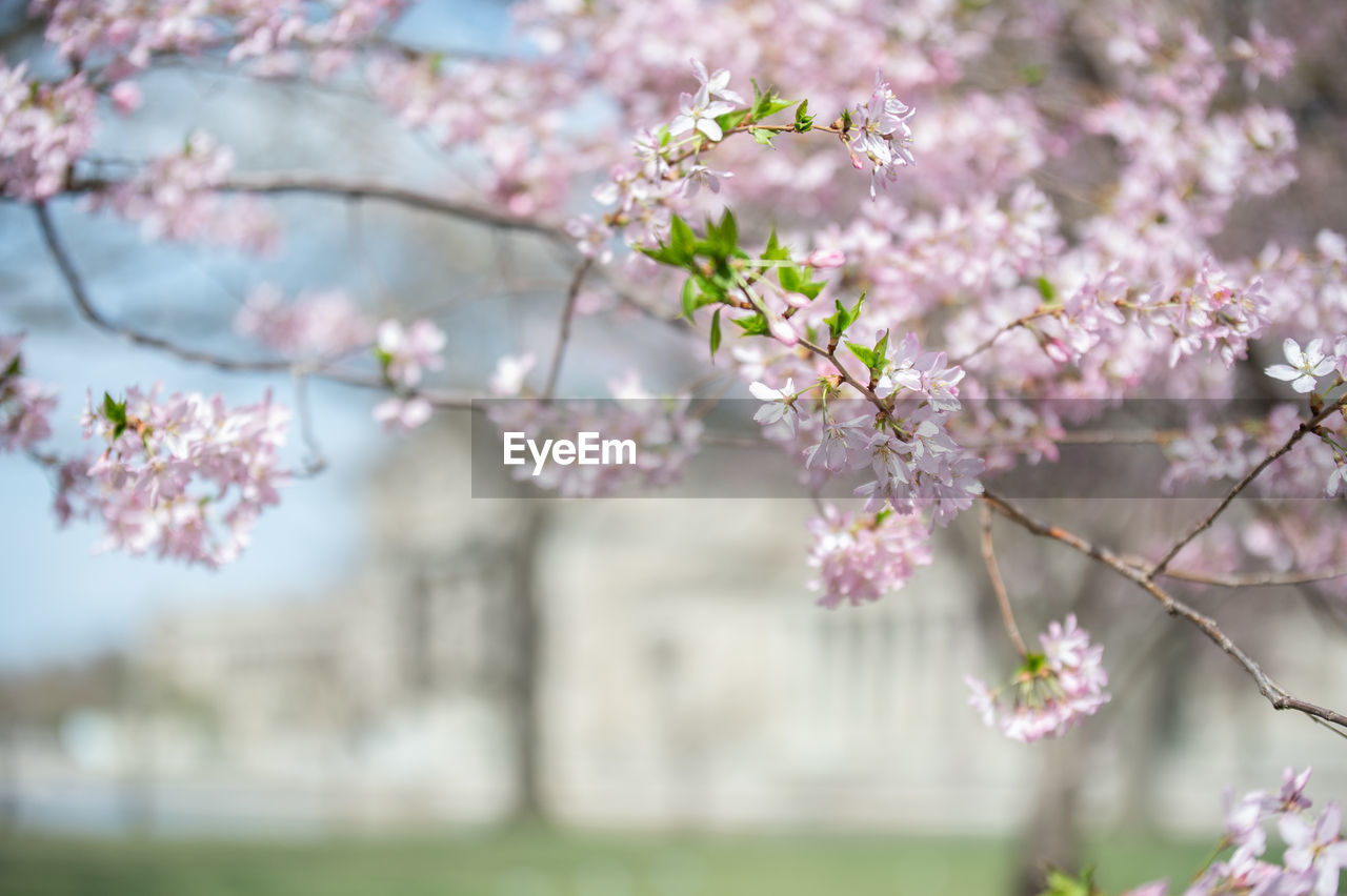 CLOSE-UP OF CHERRY BLOSSOM