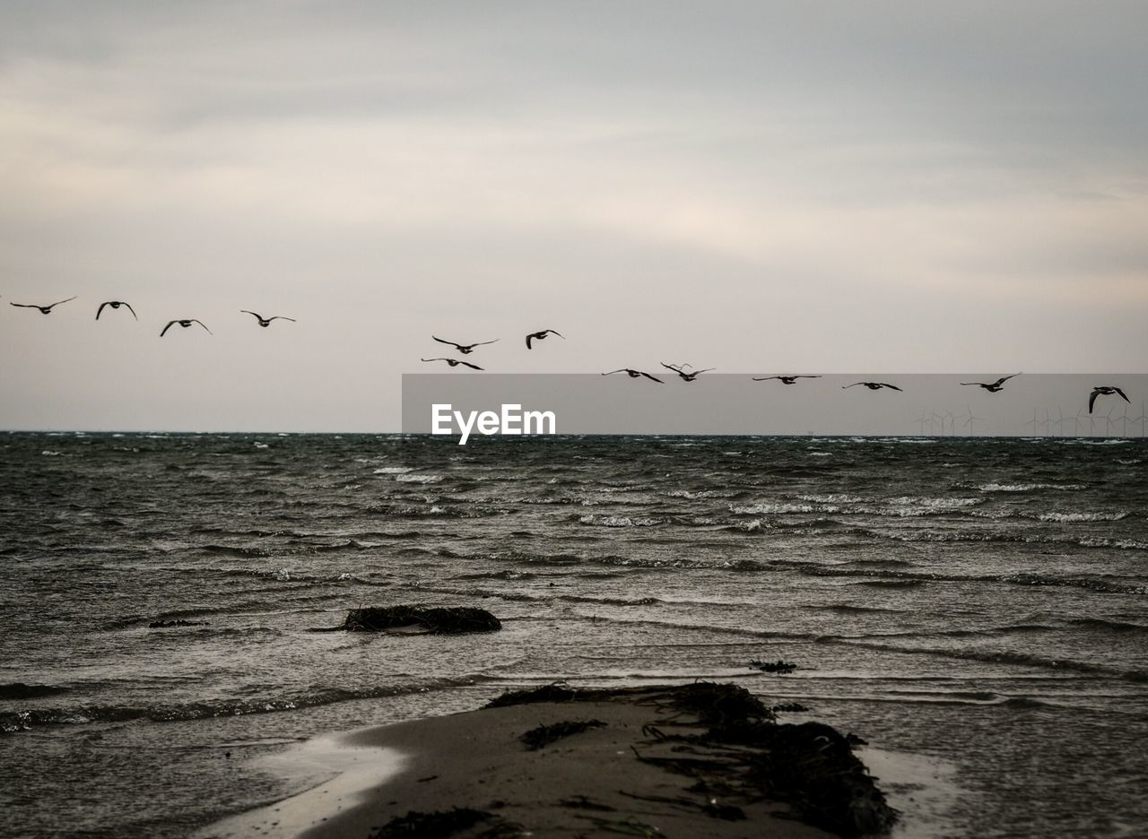 Flock of birds flying over sea